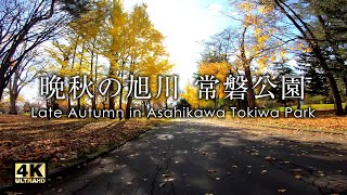 [4K]晩秋の旭川 常磐公園 紅葉の終わりかけ