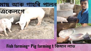 গাহৰি আৰু মাছ পালন। গাহৰি আৰু মাছত কিমান লাভ? pig farming+fish farming, assamese vlog.