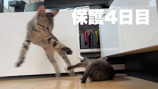 だいぶ家に慣れてきたかな？保護4日目【野良猫】 #山田猫 #猫まみれ