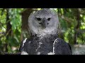 Birds Of The World 4K - Scenic Wildlife Film With Calming Music