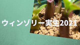 【パキポディウム】【ウィンゾリー】ウィンゾリーの実生2021   1年、2年経過実生苗の紹介