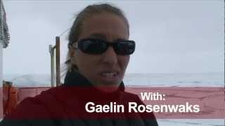 Bering Sea Ice Expedition: The Benthos