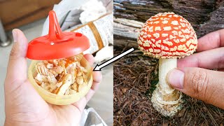 コバエはベニテングタケの毒で捕れる