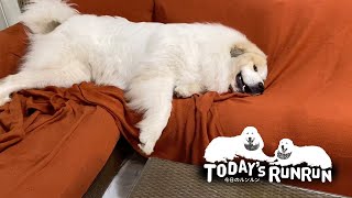 暑くてアラン・ゴロンに身が入らないアランです　Great Pyrenees　グレートピレニーズ