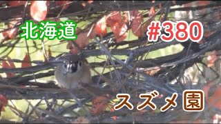 スズメさんの日常#380/北海道・小樽