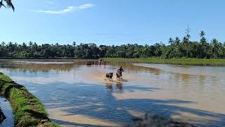 Vandar Kambala