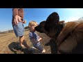 Belgian Malinois Approached By Toddler At Dog Park