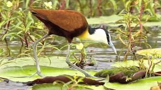 African Jacana the Jesus Bird