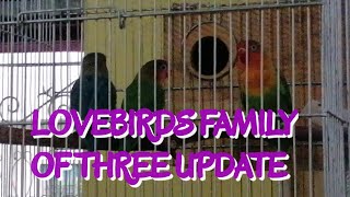 LOVEBIRDS FAMILY OF THREE UPDATE II Luzy Ville