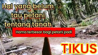 NGOBROL SANTAI SIANG HARI, MAENSET PETANI SEMAKIN BANYAK BIAYA SEMAKIN RUGI.