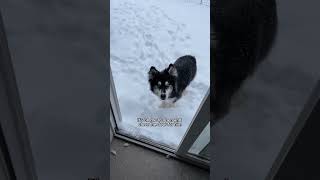 another week of my husky being angry with me #husky #funnydogs #dogvideo