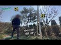 소나무 가지치기 수고높은소나무어떻게자를까 pinetree pruning