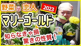 【野菜の恋人マリーゴールド】知らなきゃ損、驚きの性質！！　～狭い庭で家庭菜園～