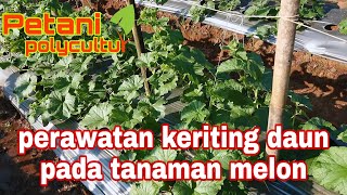 masalah keriting daun pada tanaman melon