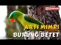 Arti Mimpi Betet - Mimpi Melihat Burung Betet