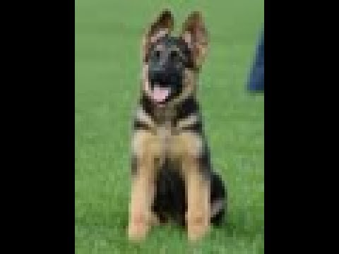 Puppy Training - Positive Method - 3 months old German Shepherd Dog / K9 Ambassador Puppy Training - Positive Method - 3 months old German Shepherd Dog / K9 Ambassador