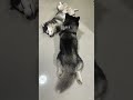 เลี้ยงมาเองกับมือ🤭 husky highlights siberianhusky cute dog animal น่ารัก amongus pet husky