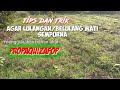 MEMBASMI RUMPUT LULANGAN PADA TANAMAN KACANG HIJAU