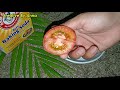 tomato with baking soda glowing skin face វិធីងាយៗជួយអោយផ្ទៃមុខបាត់មុខ និងស្នាមអាចម៍រុយ