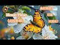 风雅遗韵（Graceful Echoes of the Past）|《点绛唇·蝶》Butterfly