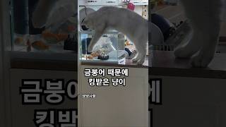 쉽게 잡힐줄 알았는데..폭력 쓸까?