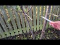 Pruning