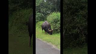 The Indian Bison or Gaur at nelliyampathy 🦏 #kerala #palakkad #youtubeshorts