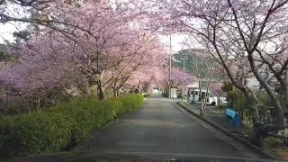 ドローン小僧の空撮 新城市長篠河津桜トンネル 絶景空撮