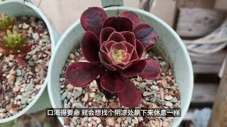 法师夏季休眠？植物小达人教你避免！