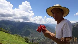 【大山的馈赠】阿斌带朋友爬山游玩，草丛里发现了啥，乐的一群人满山坡找 | 嘉绒阿斌