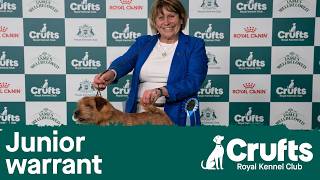 Junior Warrant Competition Final | Crufts 2026