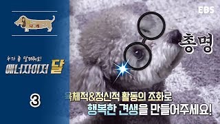 세상에 나쁜 개는 없다 - 누가 좀 말려줘요! 에너자이저 달_#003