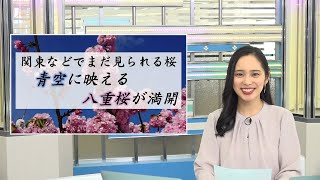 関東などでまだ見られる桜 青空に映える八重桜が満開