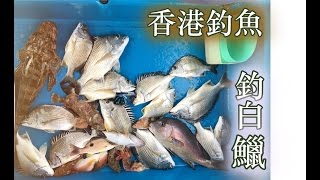 香港釣魚  擔杆島 艇釣白立黃腳立！