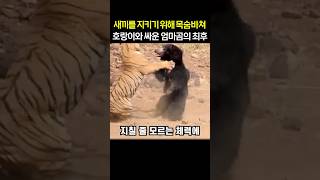 새끼를 지키기 위해 목숨바쳐 호랑이와 싸운 엄마곰의 최후