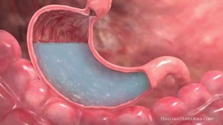 Medical Animation | Interior Stomach