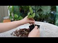 removing a keiki from the mother plant epidendrum keiki