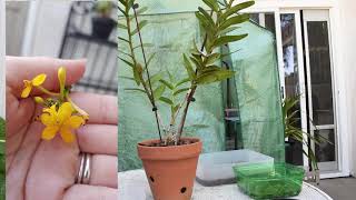 Removing a keiki from the Mother plant- Epidendrum keiki