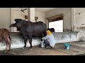 top murrah buffalo milking details ਕੁੱਝ ਗੱਲਾਂ ਮੱਝਾਂ ਦੇ ਦੁੱਧ ਦੇ ਗੁਣਾਂ ਬਾਰੇ beanttulewal murrabull