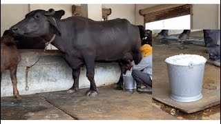 Top Murrah Buffalo milking details /ਕੁੱਝ ਗੱਲਾਂ ਮੱਝਾਂ ਦੇ ਦੁੱਧ ਦੇ ਗੁਣਾਂ ਬਾਰੇ #beanttulewal #murrabull