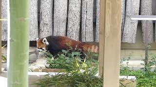 王子動物園のレッサーパンダ