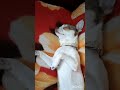 Было много планов видеоссобакой собака чихуахуа chihuahua питомцы чихуа dog