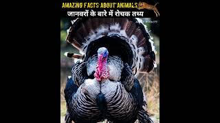 Crazy Facts About Animals 🐪🐙| Random Facts | Amazing Facts | Mind Blowing Facts in Hindi | #shorts