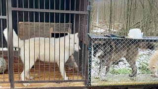 Арктика против Канады. Волк Акела защищает Волэнда Алиту от своей будущей Невесты.