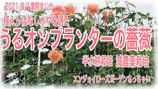 植えっぱなしのうるオンプランターで咲く薔薇たち　水やり週2  減農薬栽培