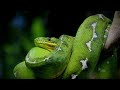 The Green Anaconda: America's Giant Snake