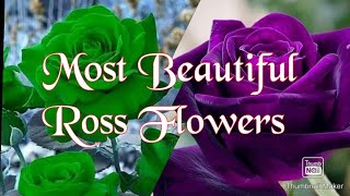 පුදුම තරම් ලස්සන රෝස මල් ගොඩාක්❤️❤️ / most beautiful ross flowers