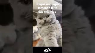 Enzo folgado #viral #comedy #cat #gato #memes #movie