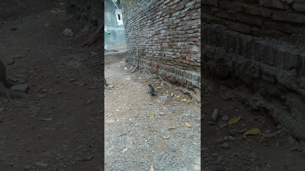 Kucing Ngising Youtube