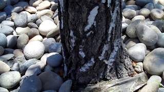 (83) Birch Trees in decline. What's wrong?